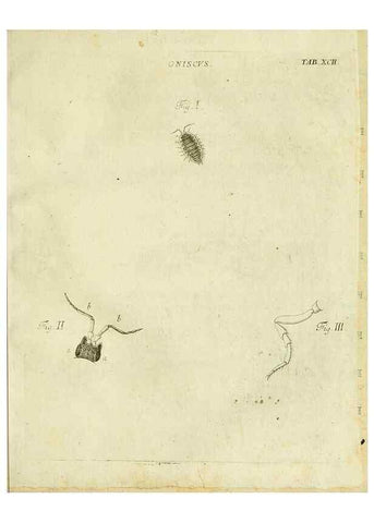 Reproducción/Reproduction 9733401020: Iacobi Christiani Shaefferi Icones insectorvm circa Ratisbonam :. Ratisbonae :Typis Zeitlerianis,1791.