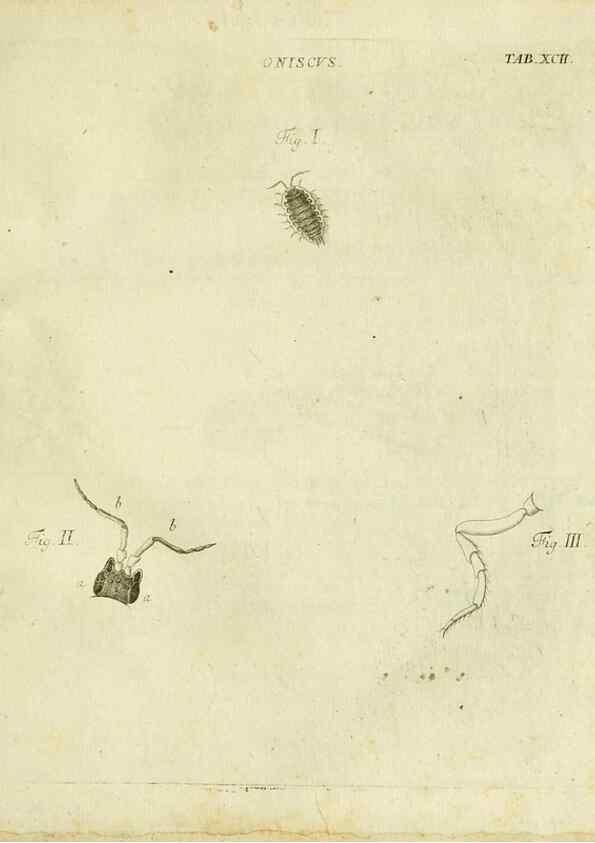 Reproducción/Reproduction 9733401020: Iacobi Christiani Shaefferi Icones insectorvm circa Ratisbonam :. Ratisbonae :Typis Zeitlerianis,1791.