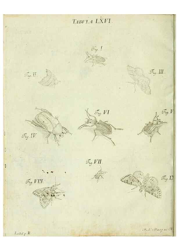 Reproducción/Reproduction 9733402168: Iacobi Christiani Shaefferi Icones insectorvm circa Ratisbonam :. Ratisbonae :Typis Zeitlerianis,1791.