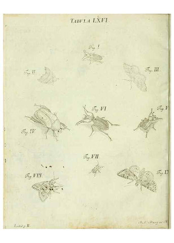 Reproducción/Reproduction 9733402168: Iacobi Christiani Shaefferi Icones insectorvm circa Ratisbonam :. Ratisbonae :Typis Zeitlerianis,1791.