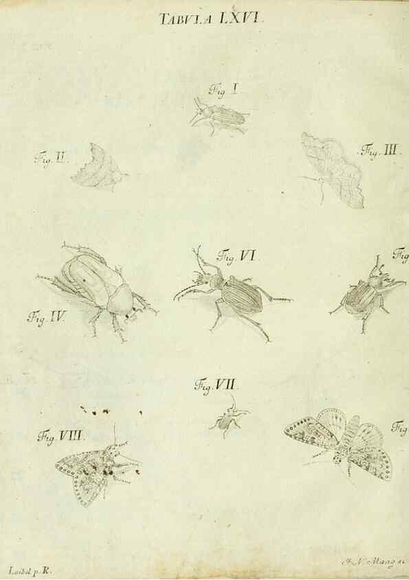 Reproducción/Reproduction 9733402168: Iacobi Christiani Shaefferi Icones insectorvm circa Ratisbonam :. Ratisbonae :Typis Zeitlerianis,1791.
