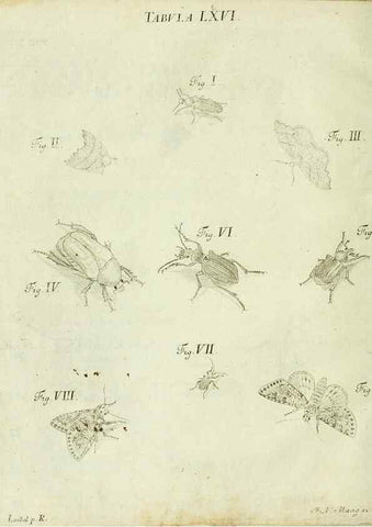 Reproducción/Reproduction 9733402168: Iacobi Christiani Shaefferi Icones insectorvm circa Ratisbonam :. Ratisbonae :Typis Zeitlerianis,1791.