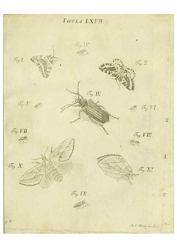 Reproducción/Reproduction 9730176339: Iacobi Christiani Shaefferi Icones insectorvm circa Ratisbonam :. Ratisbonae :Typis Zeitlerianis,1791.