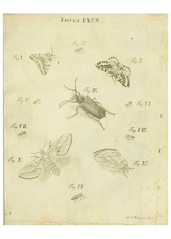 Reproducción/Reproduction 9730176339: Iacobi Christiani Shaefferi Icones insectorvm circa Ratisbonam :. Ratisbonae :Typis Zeitlerianis,1791.