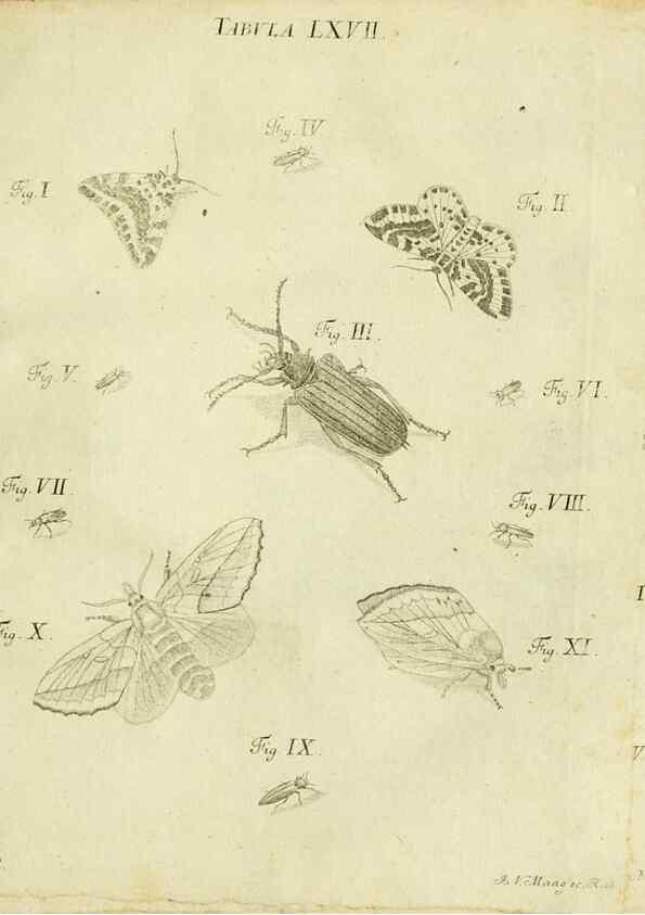 Reproducción/Reproduction 9730176339: Iacobi Christiani Shaefferi Icones insectorvm circa Ratisbonam :. Ratisbonae :Typis Zeitlerianis,1791.