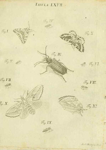 Reproducción/Reproduction 9730176339: Iacobi Christiani Shaefferi Icones insectorvm circa Ratisbonam :. Ratisbonae :Typis Zeitlerianis,1791.