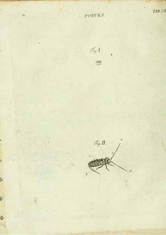 Reproducción/Reproduction 9730177233: Iacobi Christiani Shaefferi Icones insectorvm circa Ratisbonam :. Ratisbonae :Typis Zeitlerianis,1791.