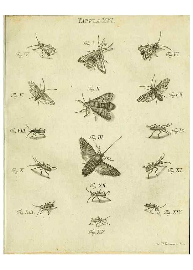 Reproducción/Reproduction 9733406386: Iacobi Christiani Shaefferi Icones insectorvm circa Ratisbonam :. Ratisbonae :Typis Zeitlerianis,1791.