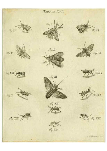 Reproducción/Reproduction 9733406386: Iacobi Christiani Shaefferi Icones insectorvm circa Ratisbonam :. Ratisbonae :Typis Zeitlerianis,1791.