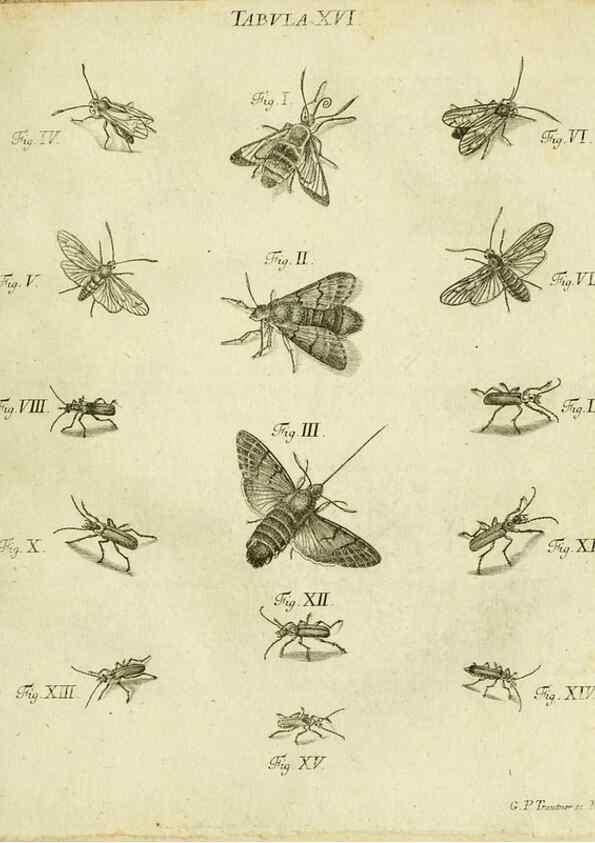 Reproducción/Reproduction 9733406386: Iacobi Christiani Shaefferi Icones insectorvm circa Ratisbonam :. Ratisbonae :Typis Zeitlerianis,1791.