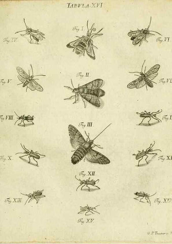 Reproducción/Reproduction 9733406386: Iacobi Christiani Shaefferi Icones insectorvm circa Ratisbonam :. Ratisbonae :Typis Zeitlerianis,1791.