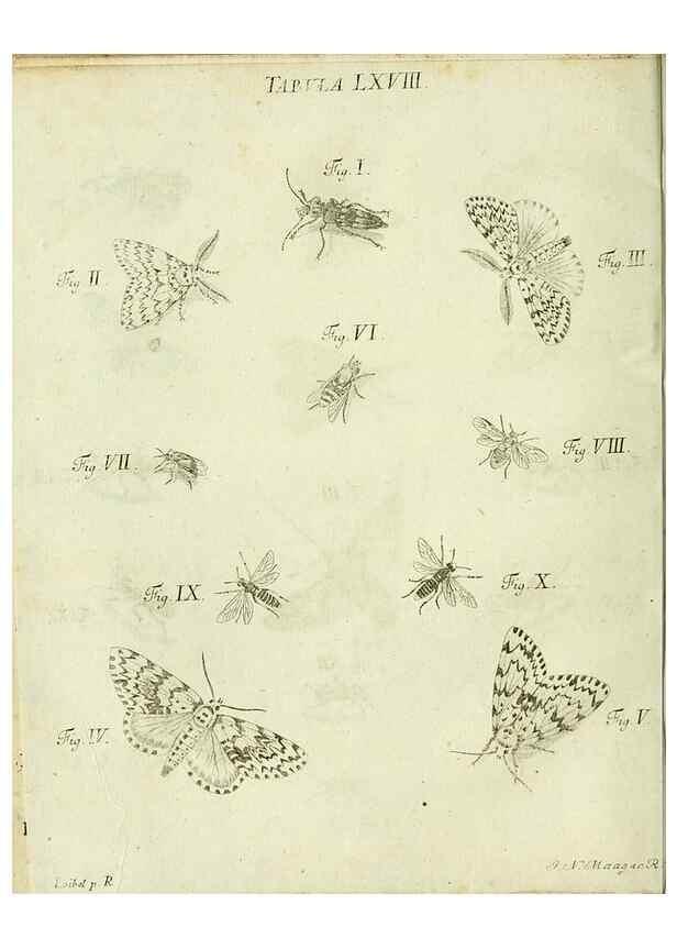 Reproducción/Reproduction 9733407308: Iacobi Christiani Shaefferi Icones insectorvm circa Ratisbonam :. Ratisbonae :Typis Zeitlerianis,1791.