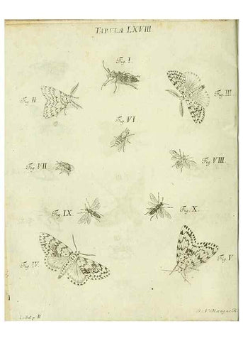 Reproducción/Reproduction 9733407308: Iacobi Christiani Shaefferi Icones insectorvm circa Ratisbonam :. Ratisbonae :Typis Zeitlerianis,1791.