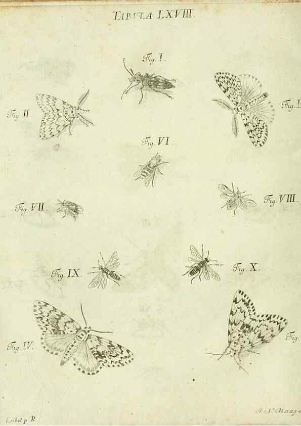 Reproducción/Reproduction 9733407308: Iacobi Christiani Shaefferi Icones insectorvm circa Ratisbonam :. Ratisbonae :Typis Zeitlerianis,1791.