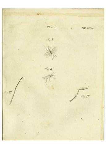 Reproducción/Reproduction 9733408166: Iacobi Christiani Shaefferi Icones insectorvm circa Ratisbonam :. Ratisbonae :Typis Zeitlerianis,1791.