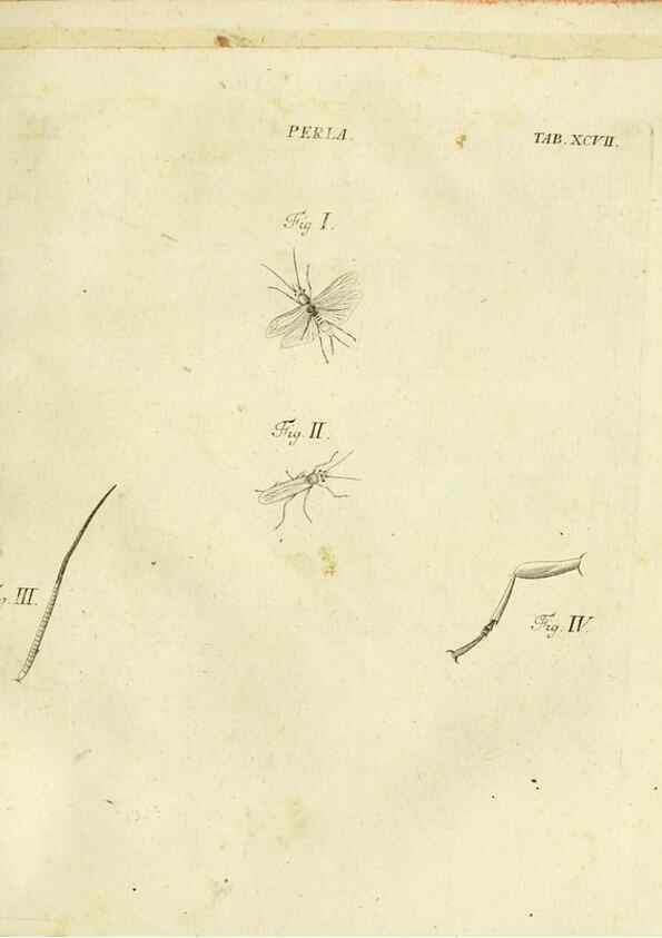 Reproducción/Reproduction 9733408166: Iacobi Christiani Shaefferi Icones insectorvm circa Ratisbonam :. Ratisbonae :Typis Zeitlerianis,1791.