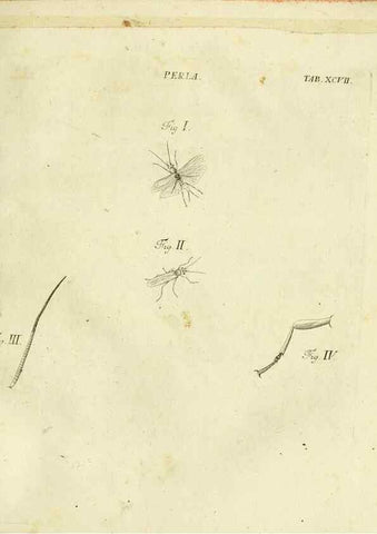 Reproducción/Reproduction 9733408166: Iacobi Christiani Shaefferi Icones insectorvm circa Ratisbonam :. Ratisbonae :Typis Zeitlerianis,1791.