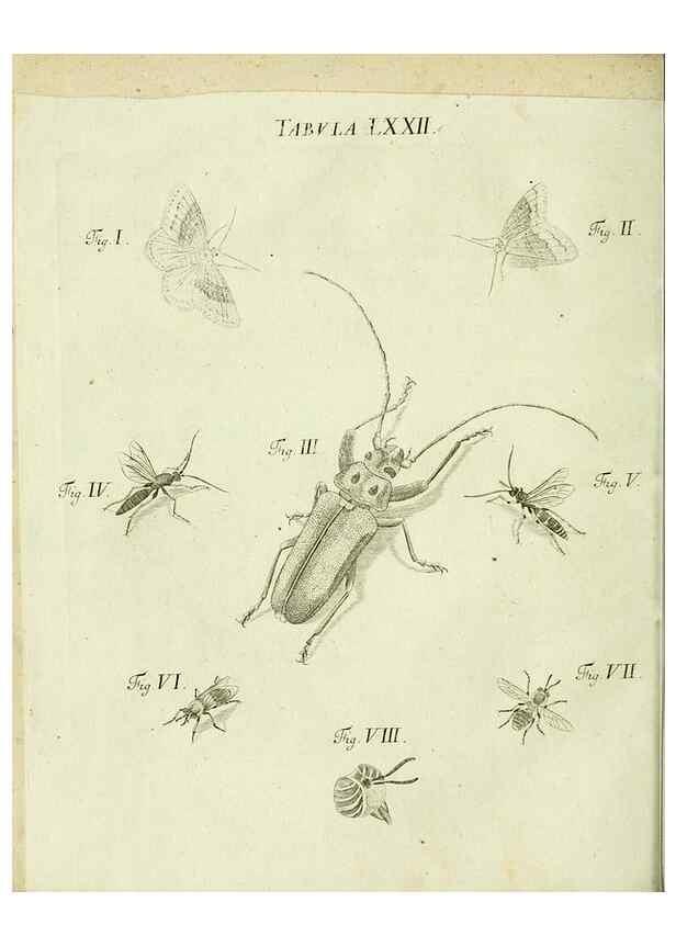 Reproducción/Reproduction 9730182085: Iacobi Christiani Shaefferi Icones insectorvm circa Ratisbonam :. Ratisbonae :Typis Zeitlerianis,1791.