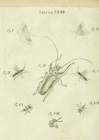 Reproducción/Reproduction 9730182085: Iacobi Christiani Shaefferi Icones insectorvm circa Ratisbonam :. Ratisbonae :Typis Zeitlerianis,1791.