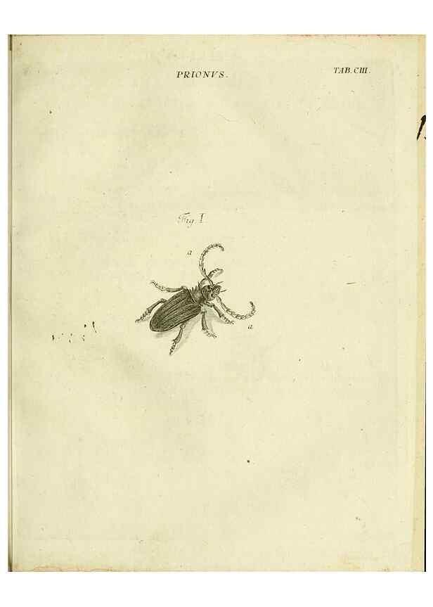 Reproducción/Reproduction 9730183083: Iacobi Christiani Shaefferi Icones insectorvm circa Ratisbonam :. Ratisbonae :Typis Zeitlerianis,1791.