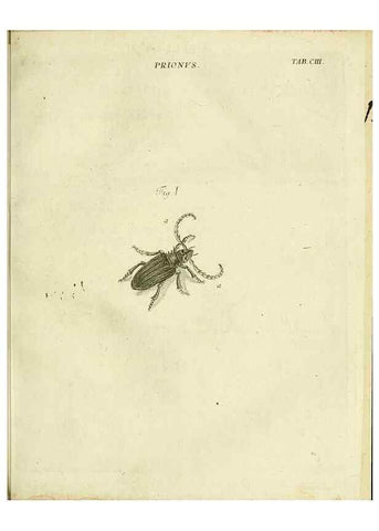 Reproducción/Reproduction 9730183083: Iacobi Christiani Shaefferi Icones insectorvm circa Ratisbonam :. Ratisbonae :Typis Zeitlerianis,1791.