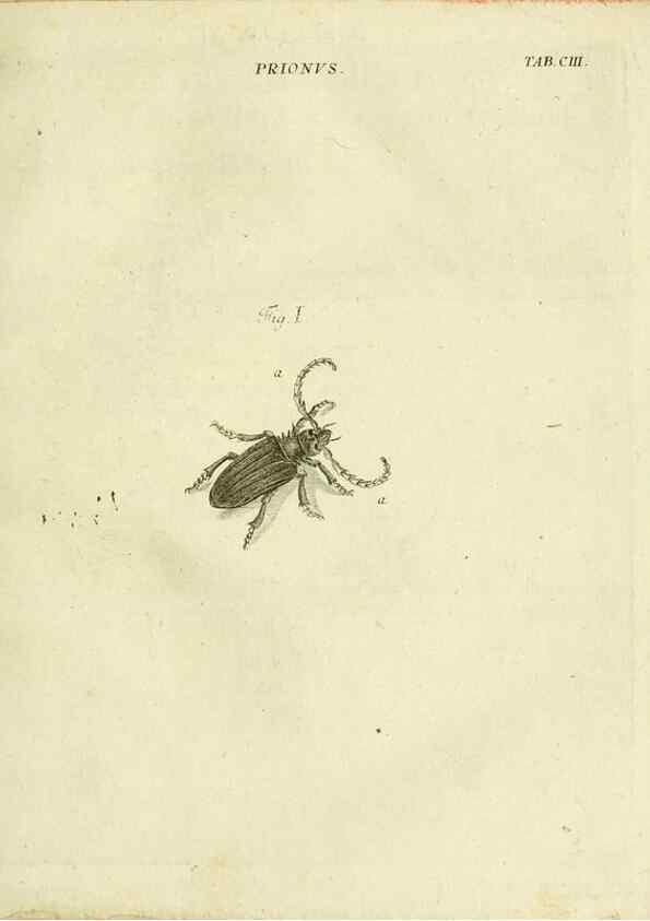 Reproducción/Reproduction 9730183083: Iacobi Christiani Shaefferi Icones insectorvm circa Ratisbonam :. Ratisbonae :Typis Zeitlerianis,1791.