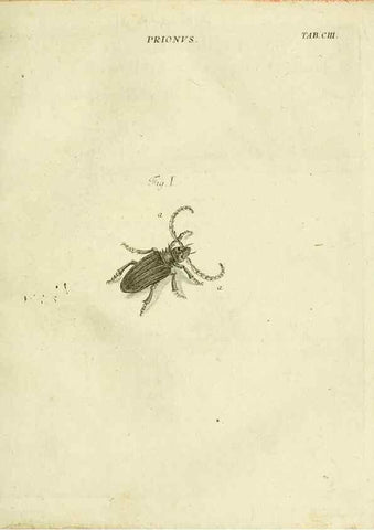 Reproducción/Reproduction 9730183083: Iacobi Christiani Shaefferi Icones insectorvm circa Ratisbonam :. Ratisbonae :Typis Zeitlerianis,1791.