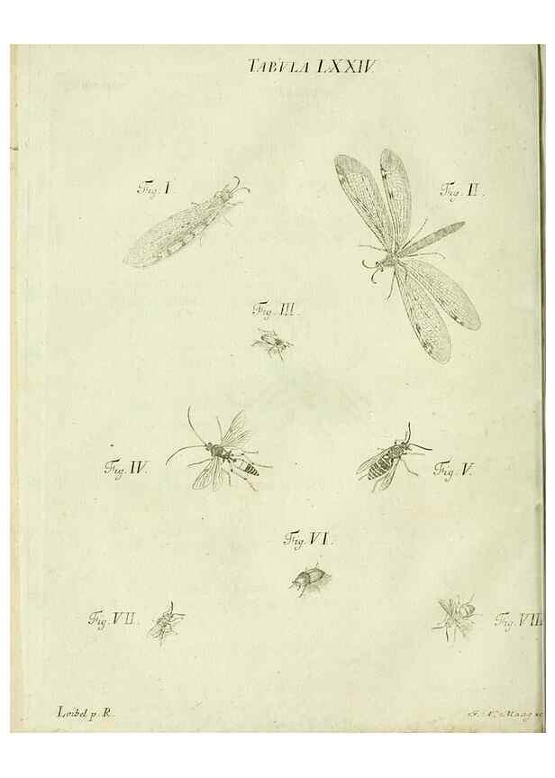 Reproducción/Reproduction 9733411306: Iacobi Christiani Shaefferi Icones insectorvm circa Ratisbonam :. Ratisbonae :Typis Zeitlerianis,1791.