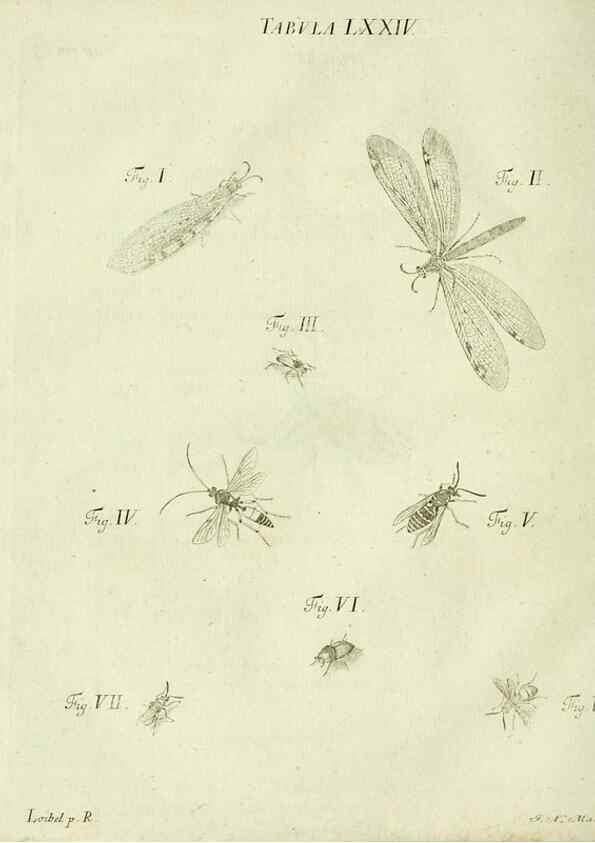 Reproducción/Reproduction 9733411306: Iacobi Christiani Shaefferi Icones insectorvm circa Ratisbonam :. Ratisbonae :Typis Zeitlerianis,1791.