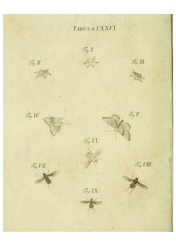 Reproducción/Reproduction 9733412204: Iacobi Christiani Shaefferi Icones insectorvm circa Ratisbonam :. Ratisbonae :Typis Zeitlerianis,1791.