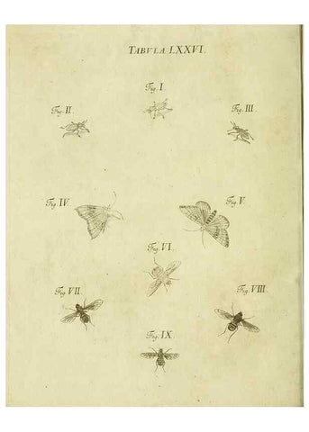 Reproducción/Reproduction 9733412204: Iacobi Christiani Shaefferi Icones insectorvm circa Ratisbonam :. Ratisbonae :Typis Zeitlerianis,1791.