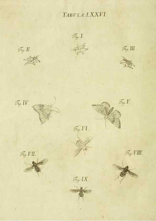 Reproducción/Reproduction 9733412204: Iacobi Christiani Shaefferi Icones insectorvm circa Ratisbonam :. Ratisbonae :Typis Zeitlerianis,1791.