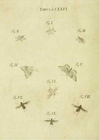 Reproducción/Reproduction 9733412204: Iacobi Christiani Shaefferi Icones insectorvm circa Ratisbonam :. Ratisbonae :Typis Zeitlerianis,1791.