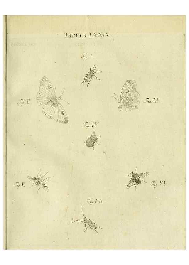 Reproducción/Reproduction 9733414490: Iacobi Christiani Shaefferi Icones insectorvm circa Ratisbonam :. Ratisbonae :Typis Zeitlerianis,1791.
