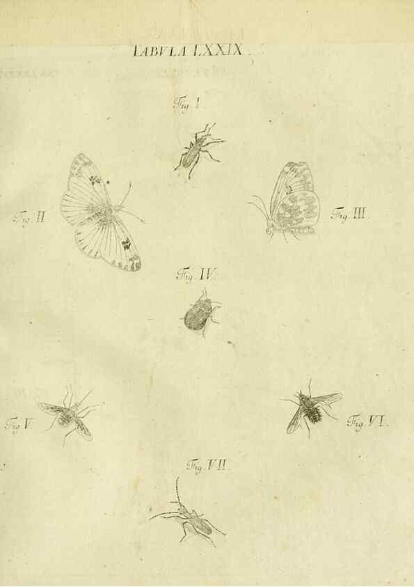 Reproducción/Reproduction 9733414490: Iacobi Christiani Shaefferi Icones insectorvm circa Ratisbonam :. Ratisbonae :Typis Zeitlerianis,1791.