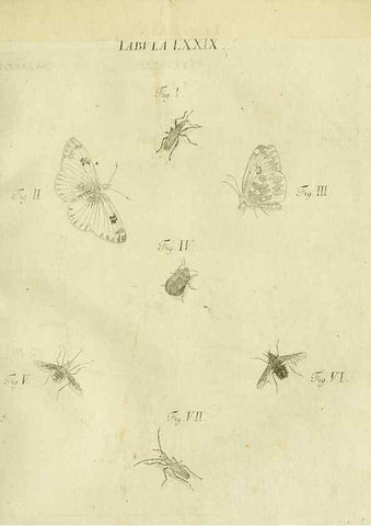 Reproducción/Reproduction 9733414490: Iacobi Christiani Shaefferi Icones insectorvm circa Ratisbonam :. Ratisbonae :Typis Zeitlerianis,1791.