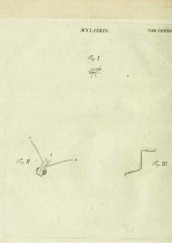 Reproducción/Reproduction 9730188583: Iacobi Christiani Shaefferi Icones insectorvm circa Ratisbonam :. Ratisbonae :Typis Zeitlerianis,1791.
