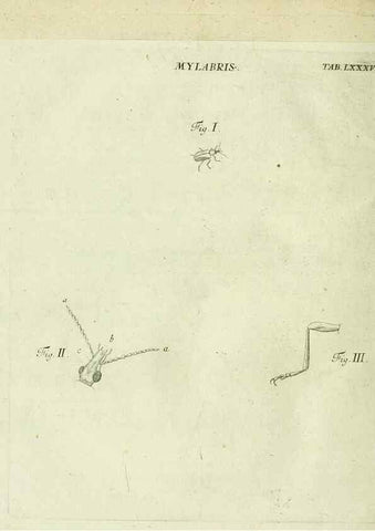 Reproducción/Reproduction 9730188583: Iacobi Christiani Shaefferi Icones insectorvm circa Ratisbonam :. Ratisbonae :Typis Zeitlerianis,1791.