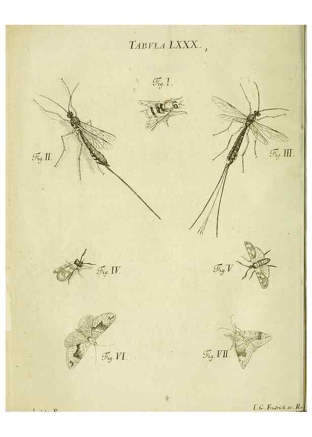 Reproducción/Reproduction 9733416408: Iacobi Christiani Shaefferi Icones insectorvm circa Ratisbonam :. Ratisbonae :Typis Zeitlerianis,1791.