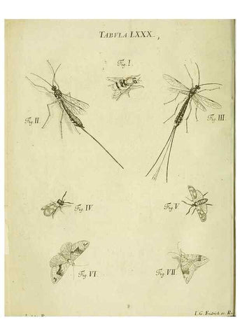 Reproducción/Reproduction 9733416408: Iacobi Christiani Shaefferi Icones insectorvm circa Ratisbonam :. Ratisbonae :Typis Zeitlerianis,1791.