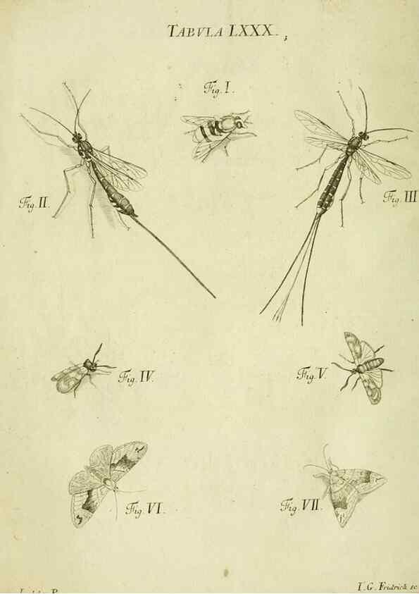 Reproducción/Reproduction 9733416408: Iacobi Christiani Shaefferi Icones insectorvm circa Ratisbonam :. Ratisbonae :Typis Zeitlerianis,1791.