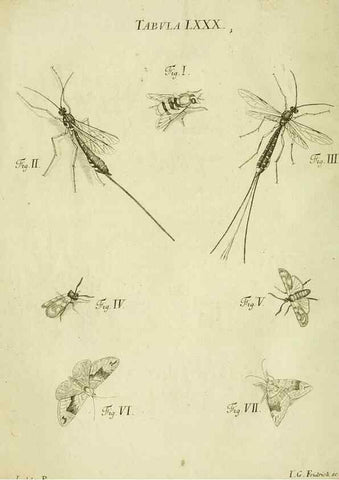 Reproducción/Reproduction 9733416408: Iacobi Christiani Shaefferi Icones insectorvm circa Ratisbonam :. Ratisbonae :Typis Zeitlerianis,1791.