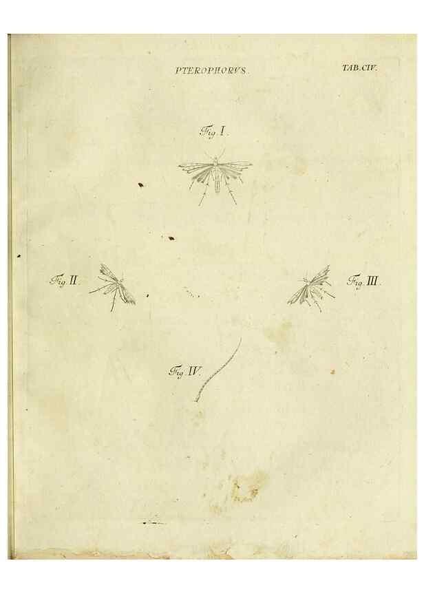 Reproducción/Reproduction 9730172305: Iacobi Christiani Shaefferi Icones insectorvm circa Ratisbonam :. Ratisbonae :Typis Zeitlerianis,1791.