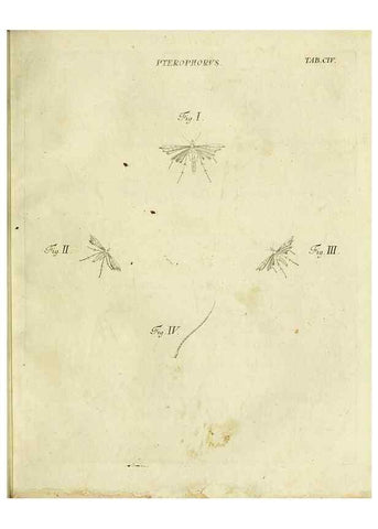 Reproducción/Reproduction 9730172305: Iacobi Christiani Shaefferi Icones insectorvm circa Ratisbonam :. Ratisbonae :Typis Zeitlerianis,1791.