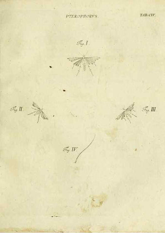 Reproducción/Reproduction 9730172305: Iacobi Christiani Shaefferi Icones insectorvm circa Ratisbonam :. Ratisbonae :Typis Zeitlerianis,1791.