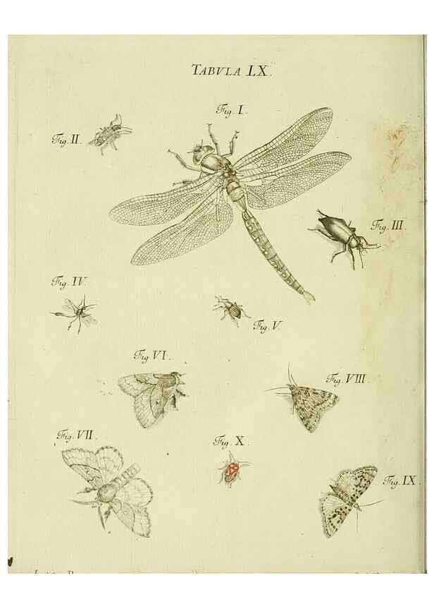 Reproducción/Reproduction 9730170163: Iacobi Christiani Shaefferi Icones insectorvm circa Ratisbonam :. Ratisbonae :Typis Zeitlerianis,1791.