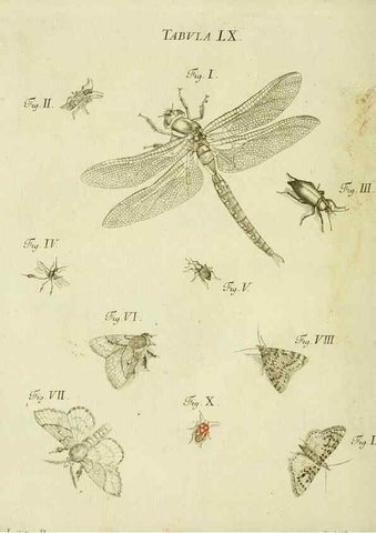 Reproducción/Reproduction 9730170163: Iacobi Christiani Shaefferi Icones insectorvm circa Ratisbonam :. Ratisbonae :Typis Zeitlerianis,1791.