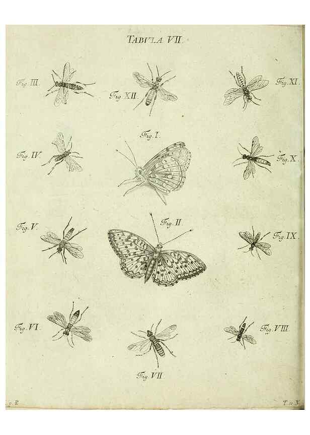 Reproducción/Reproduction 9730169109: Iacobi Christiani Shaefferi Icones insectorvm circa Ratisbonam :. Ratisbonae :Typis Zeitlerianis,1791.