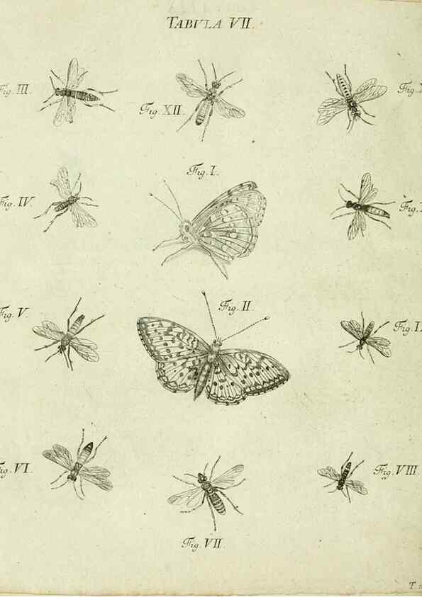 Reproducción/Reproduction 9730169109: Iacobi Christiani Shaefferi Icones insectorvm circa Ratisbonam :. Ratisbonae :Typis Zeitlerianis,1791.