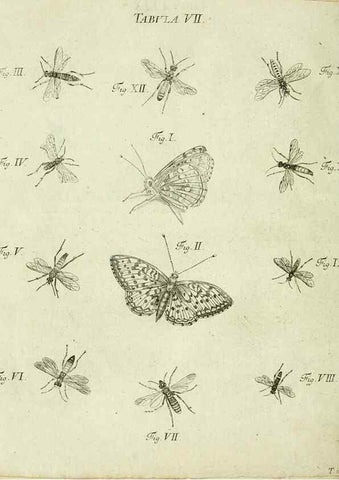 Reproducción/Reproduction 9730169109: Iacobi Christiani Shaefferi Icones insectorvm circa Ratisbonam :. Ratisbonae :Typis Zeitlerianis,1791.
